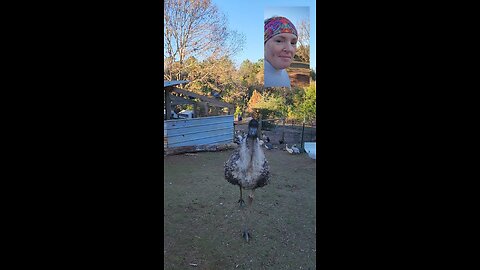 Emu just wants to hump. Ducks get popcorn.