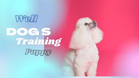 HOW TO TRAINING A DOG | DOG TRAINING | PUPPY TRAINING | AGGRESSIVE