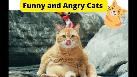 Funny animal video 2022 | Funny and angry cats | cat funny video 😂😂