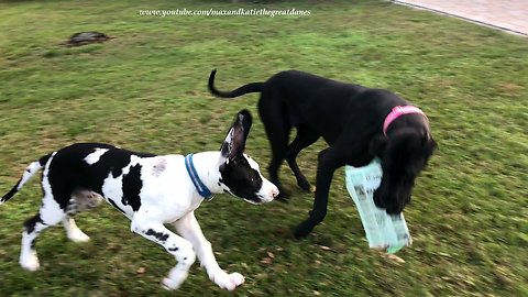 Great Danes use teamwork to deliver the newspaper