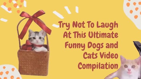 Try Not To Laugh At This Ultimate Funny Dogs and Cats Video Compilation, Funny cute pets lovers