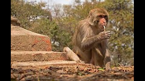 Monkey eating food 🍡🍎🍌🍉