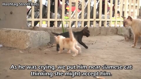 Abandoned kitten stops people to get attention but they're busy in their activities.