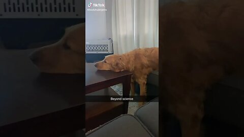 How Did This Dog Do THIS tiktok bodybyjergens