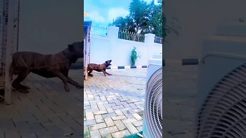 Cane Corso dog barking loud #short #dogbarking #doglover #trending