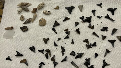 Hunting For Shark’s Teeth at Casperson Beach in Venice, Florida