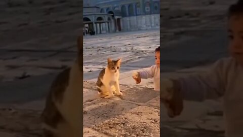 Cat playing with his owner Child EP -02 | #Shorts #Animals #Cat