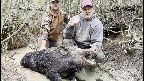 East Texas Hog Hunting With Dogs (BIG HOG DOWN)