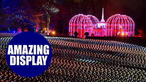 A beautiful festive lights display at the Birmingham Botanical Gardens