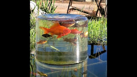 Baby Goldfish in the Sunroom