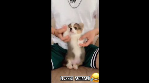 Cute PUPPY got force to DANCE!!!🥺🥺🥺