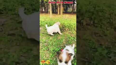 Cute Puppy Playing with Bunny #shorts #funny #tiktok #trending