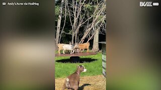 Dwarf goats have fun in the backyard