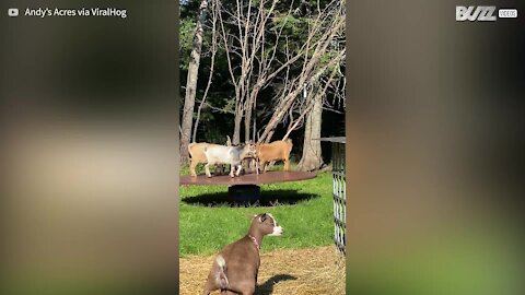 Dwarf goats have fun in the backyard