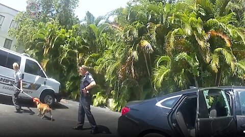 Florida police rescue puppy left in hot car