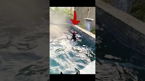 QUER 'DRENAR' A ENERGIA DO SEU 'DOG'? PISCINA E PRAIA !!!