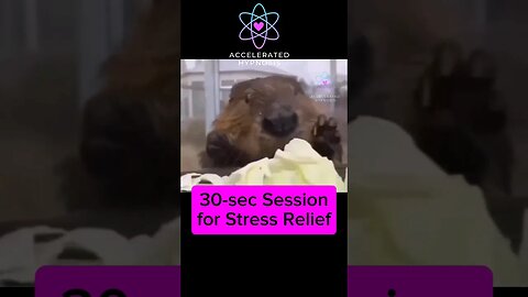 Take a moment to enjoy a beaver enjoying cabbage#mindfulnesspractice #stressrelief #hypnotheraoy