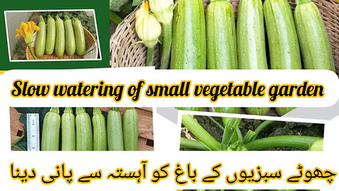 Slow watering of small vegetables gardenچھوٹے سبزیوں کے باغ کو آہستہ سے پانی دینا