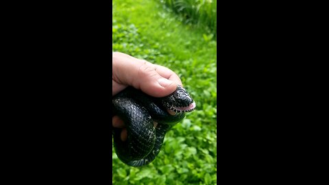 rat snake freed from berry netting