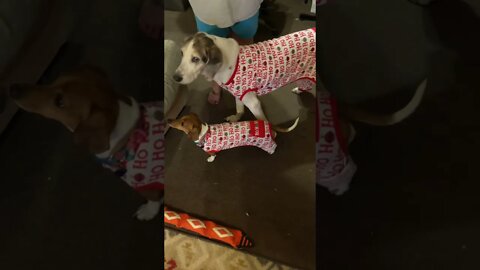 Cute Dogs in Matching Christmas Pajamas