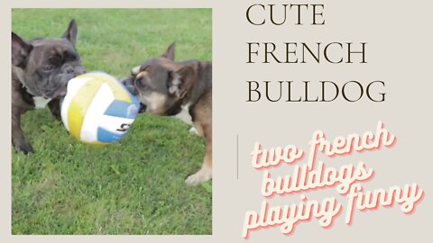 FUNNY CUTE TWO FRENCH BULLDOGS PLAYING BALL