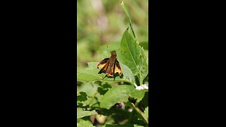 Skipper Butterfly Sunning on a Leaf