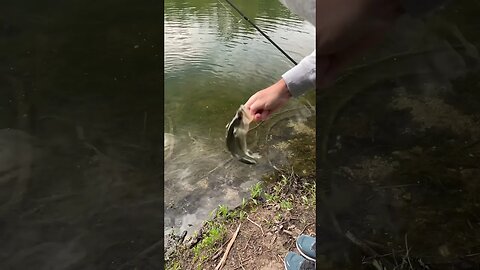 Creek Bassin’. #fishing #bass #bassfishing #finessefishing #creekfishing #spring #shorts