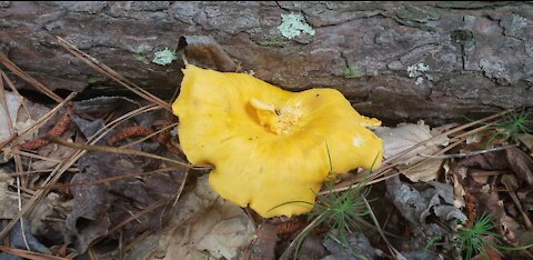 Hiking and foraging Chanterelle at Georgia U.S.A.