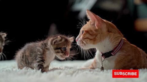 Nothing sweeter than mom's love - Mother cat protect their cute baby Kittens Video