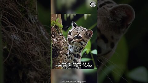 Margay 🐾 The Mini Leopard of the Jungle!