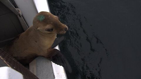 Rescued Sea Lions