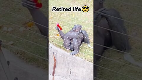 🐵The Wackiest Animal Moments Caught On Camera😂 | Animals LOL Moments #funnyanimals