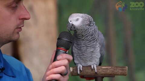 Einstein the Talking Parrot