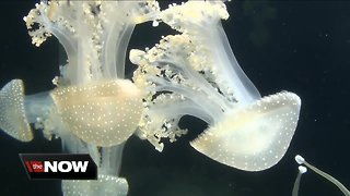 Aliens From Under the Sea have arrived at The Aquarium of Niagara