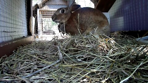 Lady the rabbit, in her hutch, chillin