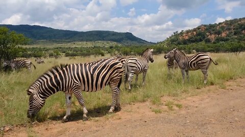 Beautiful Herd Of Zebras | Cute Animal #wildlife #shortshots