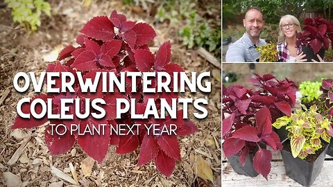 😀 Overwintering Coleus Plants (To Plant Again Next Year) 😀