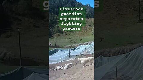 Livestock guardian dog separates fighting ganders #maremma #geese #livestockguardiandog