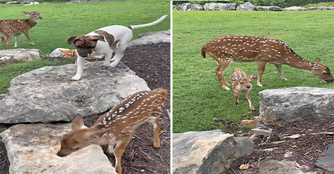 Sweet fawn meets dog & kitten for the first time