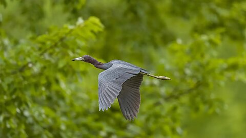 Little Blue Heron Flyby, Sony A1/Sony Alpha1, 4k