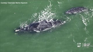 Team of scientists trying to save endangered whale visit Clearwater Marine Aquarium