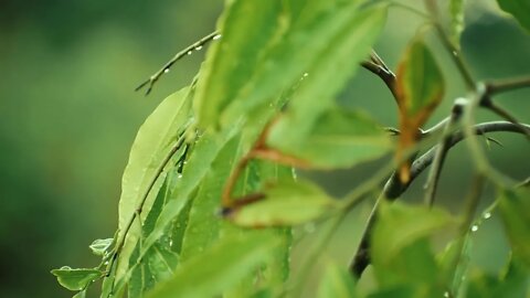 Leaves Plant Rain Wet Raindrop Green Environment 😊 Sounds to Sleep, Study, Relax, Reduce Stress