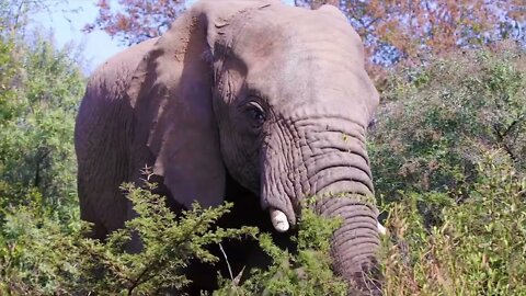 Humans can no longer poach elephants for their tusks. We need to protect them