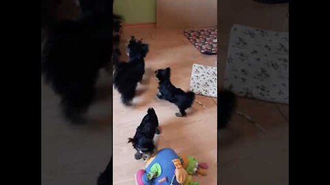 Yorkie family has some happy fun!