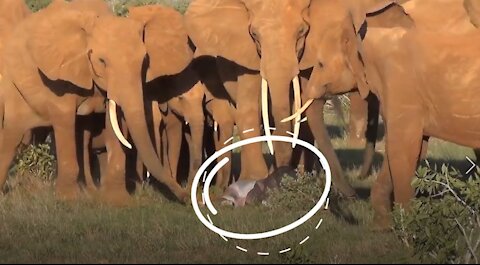 Elephant Family amazingly Welcoming and Rejoicing Over the New Born baby