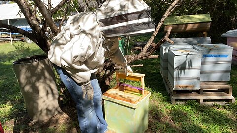 Grafting tiny colony into packed swarm trap.