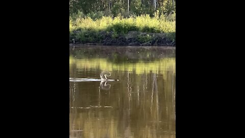 At first I thought it was a fish in the river but then I realized it was a beaver 🦫 🇨🇦