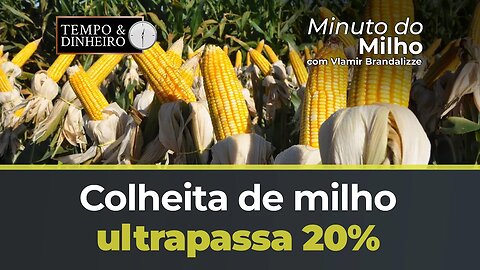 Milho com mais de 20% colhido