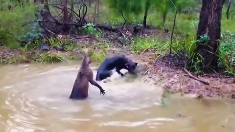 40 Times Animals Messed With The Wrong Opponent !72 11