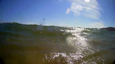 Attempting to play with pelicans on a beautiful Mexican beach; Melaque, Jalisco State.